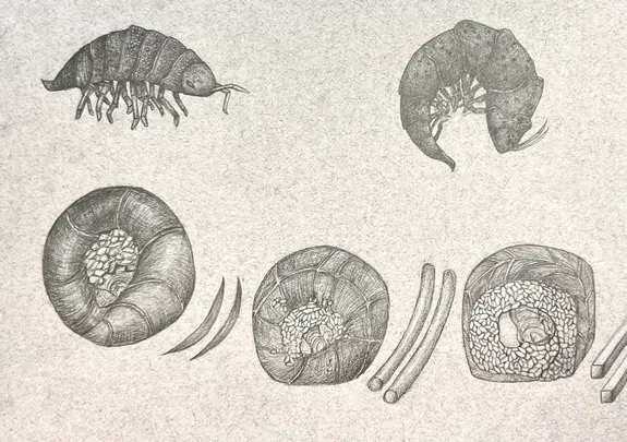Metamorphose